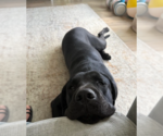 Small #5 Labrador Retriever Mix