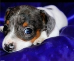 Small #2 Dachshund