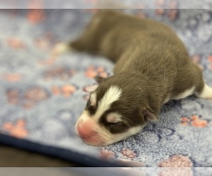Siberian Husky Puppy for sale in COLUMBUS, NE, USA