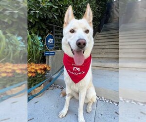 German Shepherd Dog-Huskies  Mix Dogs for adoption in Los Angeles, CA, USA