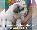 Small Photo #22 Great Pyrenees Puppy For Sale in HILLSVILLE, VA, USA