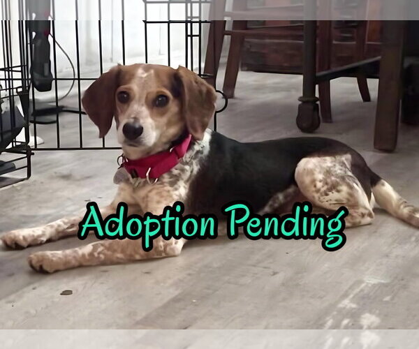 Medium Photo #2 Beagle Puppy For Sale in Dunnellon, FL, USA