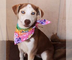 Sally - Female Siberian Husky-Unknown Mix Dog for Adoption - Photo #2