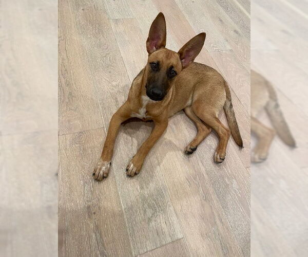 Medium Photo #10 Mutt Puppy For Sale in Los Angeles, CA, USA