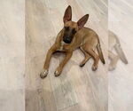Small #9 Mutt
