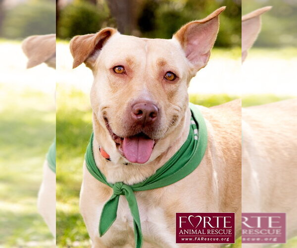 Medium Photo #1 Labrador Retriever-Pharaoh Hound Mix Puppy For Sale in Marina del Rey, CA, USA