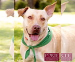 Small Labrador Retriever-Pharaoh Hound Mix