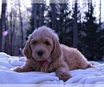 Small Photo #13 Goldendoodle Puppy For Sale in ROUGEMONT, NC, USA