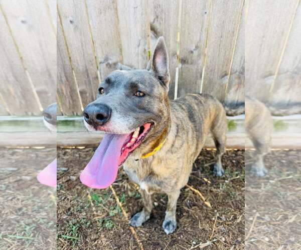 Medium Photo #2 Catahoula Leopard Dog-Labrador Retriever Mix Puppy For Sale in Houston, TX, USA