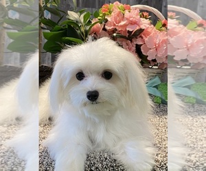 Maltese Puppy for sale in CANOGA, NY, USA