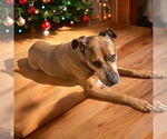 Small #8 Bullmastiff-German Shepherd Dog Mix