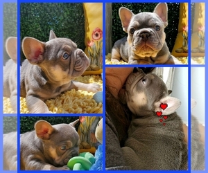 French Bulldog Puppy for sale in BOSTON, KY, USA