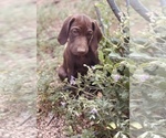 Small #21 German Shorthaired Pointer