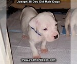 Small Photo #70 Dogo Argentino Puppy For Sale in PINEVILLE, MO, USA