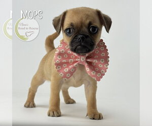 Pug-Unknown Mix Dogs for adoption in Benton, LA, USA
