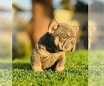 Small #3 French Bulldog