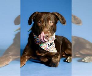 Labrador Retriever Dogs for adoption in West Valley, UT, USA