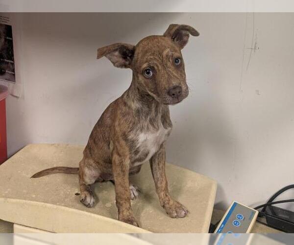 Medium Photo #1 Mutt Puppy For Sale in Corona, CA, USA