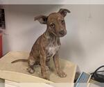 Small Mutt