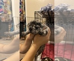 Small Photo #103 French Bulldog Puppy For Sale in CERES, CA, USA