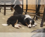 Small #2 Border-Aussie