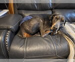 Small #12 Doberman Pinscher
