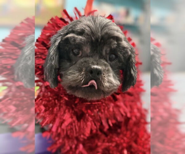 Medium Photo #3 Shih Tzu Puppy For Sale in Mooresville, NC, USA