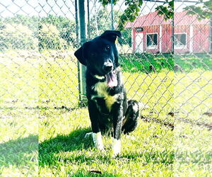 Great Pyrenees-Unknown Mix Dogs for adoption in Rockaway, NJ, USA