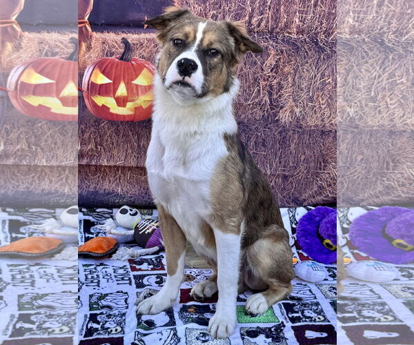 Medium Photo #1 Australian Mountain Dog Puppy For Sale in Lake Elsinore, CA, USA