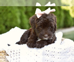 Small #5 Portuguese Water Dog