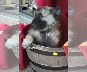 Keeshond Puppy for sale in PULLMAN, MI, USA