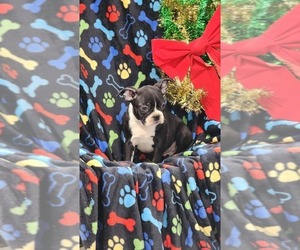Boston Terrier Litter for sale in GREENWOOD, WI, USA