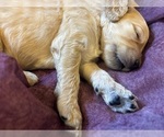 Small Photo #20 Goldendoodle Puppy For Sale in PHOENIX, AZ, USA