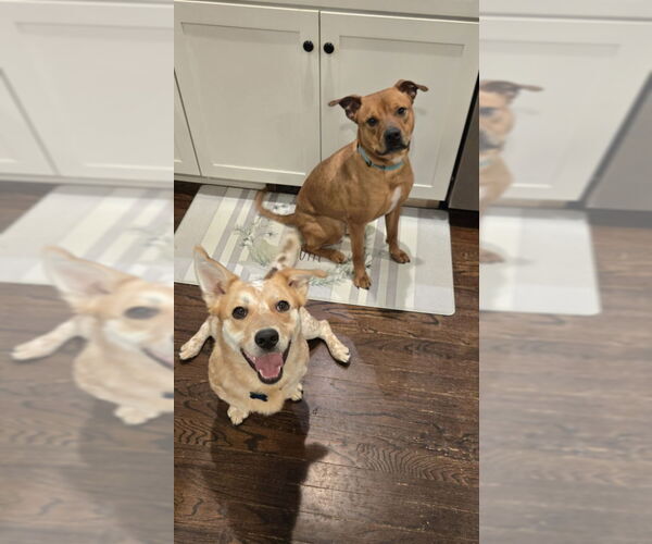 Medium Photo #3 Mutt Puppy For Sale in East Derry, NH, USA