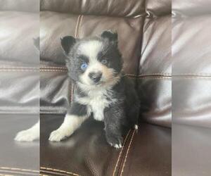 Pomsky Puppy for sale in FINLAYSON, MN, USA