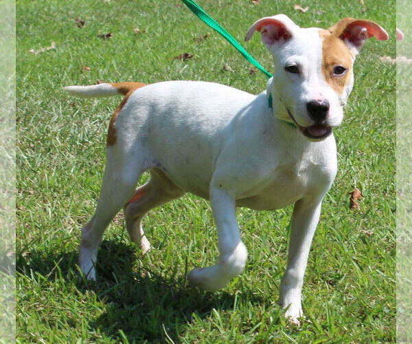 Medium Photo #1 Mutt Puppy For Sale in Prattville, AL, USA