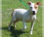 Small Mutt