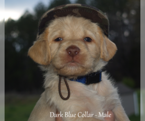 Labradoodle Puppy for sale in CUMBERLAND, VA, USA