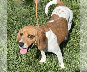 Beagle Dogs for adoption in Batavia, OH, USA