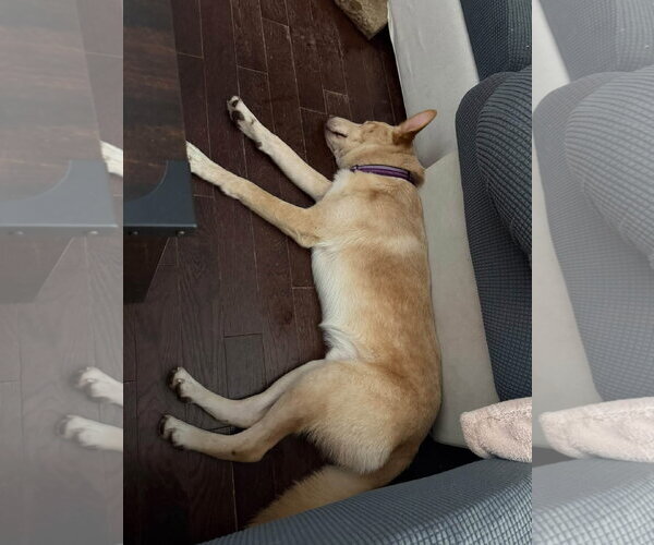 Medium Photo #3 Siberian Husky-Unknown Mix Puppy For Sale in Germantown, OH, USA