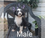 Small #5 Aussiedoodle