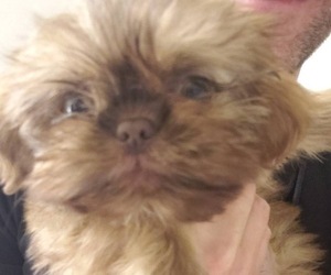 Shih Tzu Puppy for sale in OAKWOOD, GA, USA
