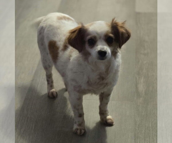 Medium Photo #1 Chihuahua-Unknown Mix Puppy For Sale in Boston, MA, USA