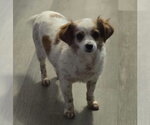 Small Chihuahua Mix