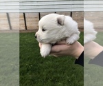 Small Photo #1 Miniature American Eskimo Puppy For Sale in OREGON CITY, OR, USA