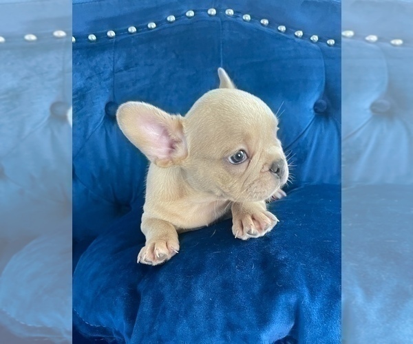 Medium Photo #20 French Bulldog Puppy For Sale in TALLAHASSEE, FL, USA