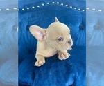 Small Photo #20 French Bulldog Puppy For Sale in TALLAHASSEE, FL, USA