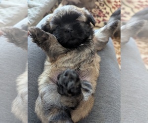 Shorkie Tzu Puppy for sale in HYATTSVILLE, MD, USA