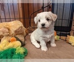 Small Photo #13 Coton de Tulear Puppy For Sale in HUNTINGTN BCH, CA, USA