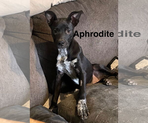 Medium Photo #1 Catahoula Leopard Dog-Unknown Mix Puppy For Sale in Topeka, KS, USA